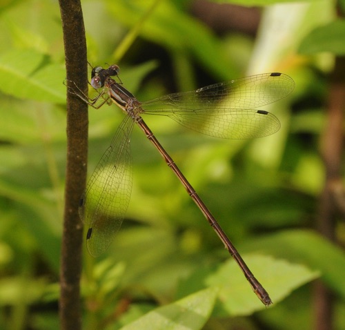 Female
31 Aug 2014 Floyd Female
31 Aug 2014 Floyd